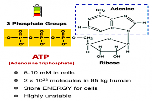 華安小分子藥 Adenine 提高細胞能量（ATP）機制增加人體自癒力  巴金森氏症二期臨床能增值，華安DFU明年解盲 2023 May