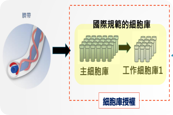 健康且受檢驗的孕婦臍帶，是和迅建立細胞庫來源（來源：和迅法說會簡報） 和迅營收增幅大，成本變動小，獲利增 2024 Jul(增)