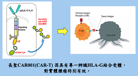 CAR001(CAR-T) 的HLA-G對實體腫瘤特別有效（來源：長聖法說會簡報）長聖轉異體、市場大，新藥 CAR-T 二期後擬授權 2023 Sep